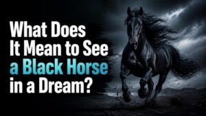 What Does It Mean to See a Black Horse in a Dream?